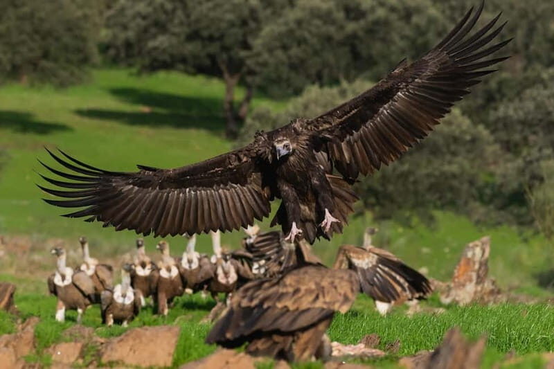 Cáceres: Monfrague Wildlife Full-Day Tour - An In-Depth Look at the Cáceres: Monfrague Wildlife Full-Day Tour