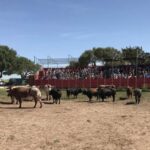 Cadiz: Andalusian Horses and Bulls Country Show - Is It Worth the Price?