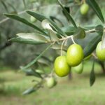 Cagliari: Experience Tasting from Chia - Visiting Dolianova: Olive Oil and Local Heritage