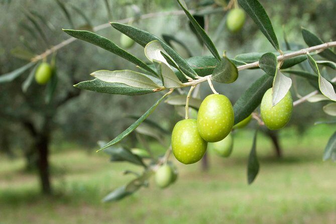 Cagliari: Experience Tasting from Chia - Visiting Dolianova: Olive Oil and Local Heritage