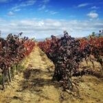 Cagliari Private Shore Excursion: Wine and Cheese Tasting - Visiting the Dairy in Donori