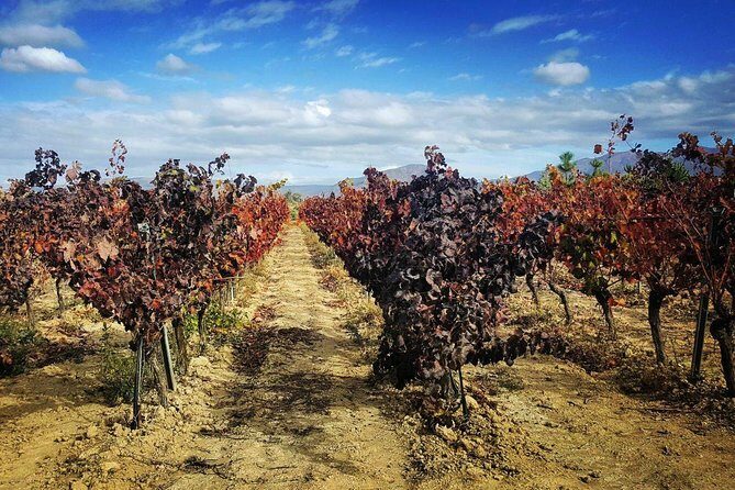 Cagliari Private Shore Excursion: Wine and Cheese Tasting - Visiting the Dairy in Donori
