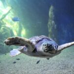 Cala Gonone: Cala Gonone Aquarium Entry Ticket - Who Will Love This Experience?