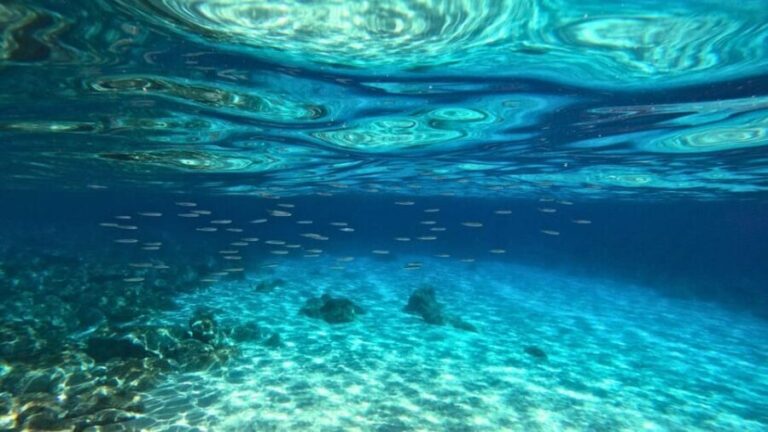 Cala Gonone: Snorkeling in the Orosei Gulf - What Makes This Tour Special