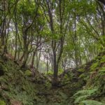 Caldeirão Verde Levadas Walk in Madeira - Authentic Insights from Travelers