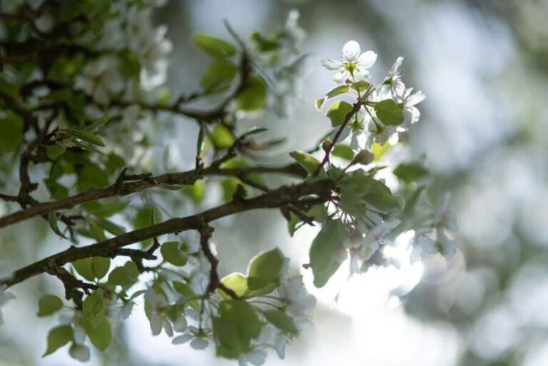 Calvados: the art of making Coquerel Calvados and Normindia Gin - Who Should Consider This Tour?