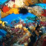 Calvi: PE12 Certificate Diving Lessons with Instructor - The Marine Environment: What You’ll See