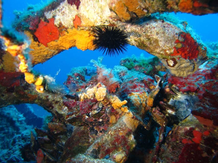 Calvi: PE12 Certificate Diving Lessons with Instructor - The Marine Environment: What You’ll See