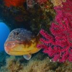 Calvi: PE40 Certificate Diving Lesson with Instructor - Final Thoughts