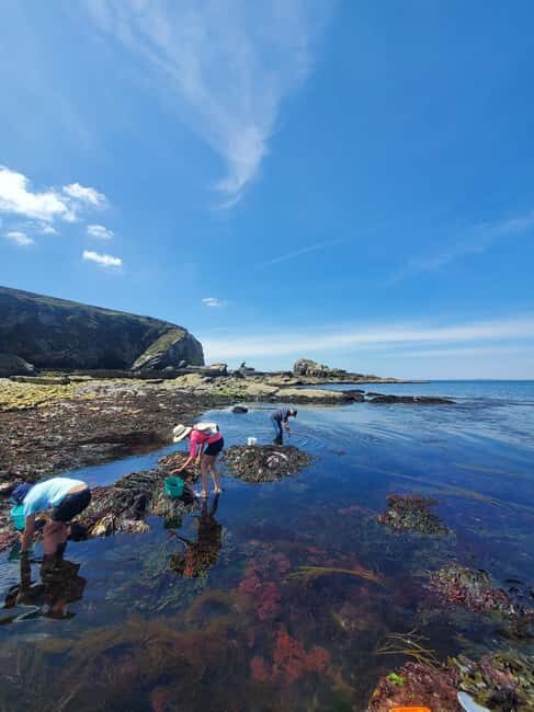 Camaret-sur-mer: Seaweed picking and cooking workshop - Who Will Enjoy This Experience the Most?