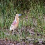 Camargue 4x4 Safari Day - What Reviewers Say