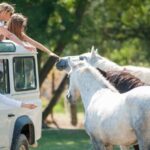 Camargue: Half-Day 4x4 Guided Safari Adventure - What to Expect from the Experience