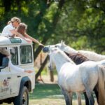 Camargue: Safari 4x4, VIP Tour with Meal 8h, Grau du Roi - Who is This Tour Best For?
