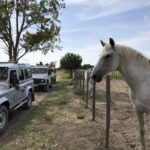 Camargue: Safari from Saintes-Maries-de-la-Mer - Who Will Love This Tour?