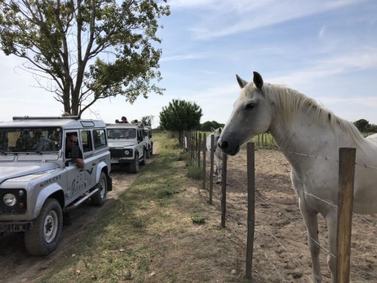 Camargue: Safari from Saintes-Maries-de-la-Mer - Who Will Love This Tour?