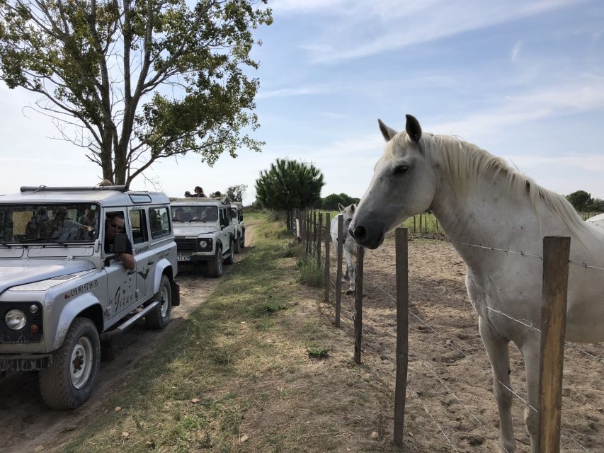 Camargue: Safari from Saintes-Maries-de-la-Mer - Who Will Love This Tour?