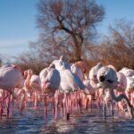 Camargue Small-Group Day Trip from Avignon - What to Expect on This Camargue Small-Group Tour