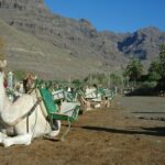 Camel Ride in Fataga with Tapas and drinks - Who Should Consider This Tour?