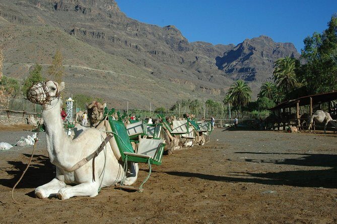 Camel Ride in Fataga with Tapas and drinks - Who Should Consider This Tour?