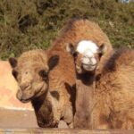 Camel Riding Tour at El Tanque, Tenerife - Practical Details and Tips