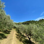 Camerota: Guided wine tasting - Who Should Consider This Experience?