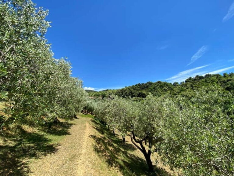 Camerota: Guided wine tasting - Who Should Consider This Experience?