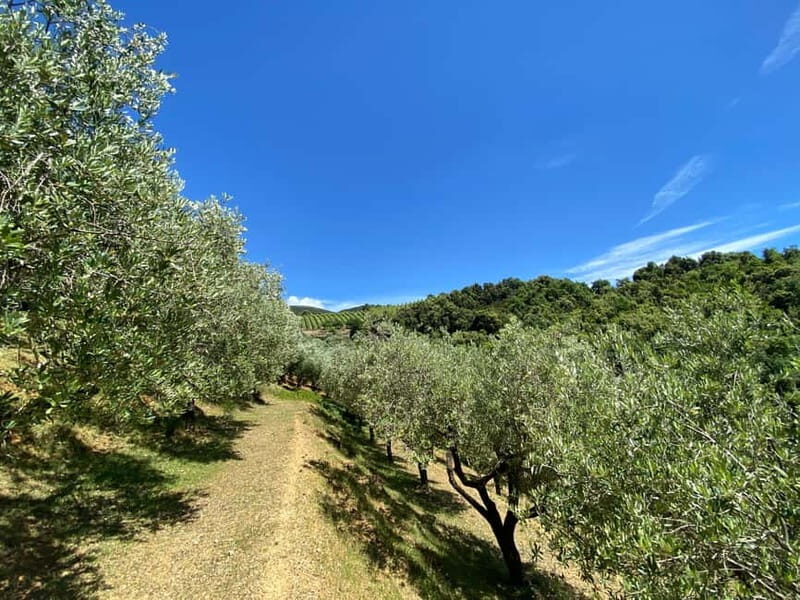 Camerota: Guided wine tasting - Who Should Consider This Experience?