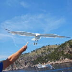 Can Picafort: Boat trips along the north coast of Mallorca - What It’s Like on the Boat