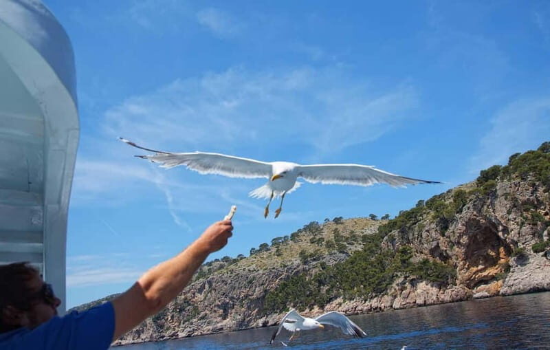 Can Picafort: Boat trips along the north coast of Mallorca - What It’s Like on the Boat