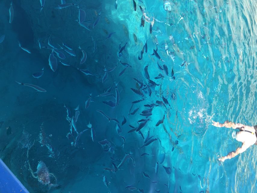 Can Picafort: Dolphin Watching Boat Tour, Swimming stop - An In-Depth Look at the Experience