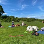 Canterbury: Yoga with Goats and Sheep - Final Thoughts: Who Will Love This Experience?