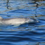 Capo Figari: Dolphin sighting from Olbia - Discover Sardinian Seas: A Detailed Look at the Capo Figari Dolphin and Snorkeling Tour