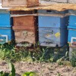 Cappadocia: Beekeeping Experience with Honey Tasting - The Value and Practicalities