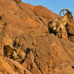 Cargèse: Scandola and Piana Boat Tour with Stop at Girolata - Why This Tour Works Well