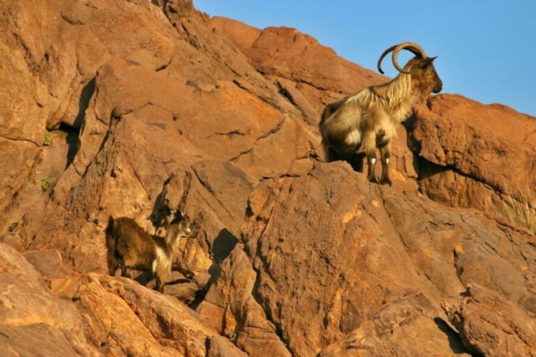 Cargèse: Scandola and Piana Boat Tour with Stop at Girolata - Why This Tour Works Well