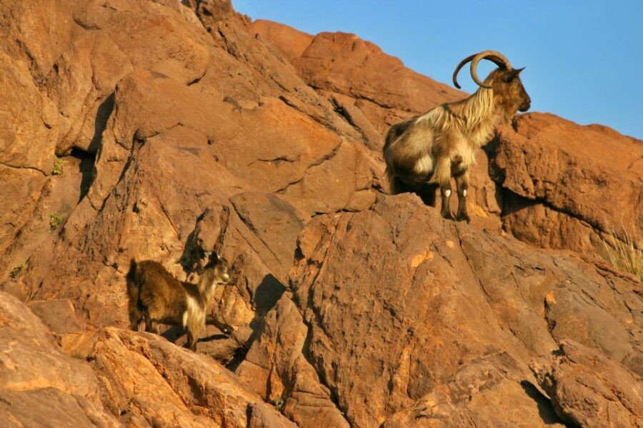 Cargèse: Scandola and Piana Boat Tour with Stop at Girolata - Why This Tour Works Well