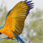 Carini: admission ticket to the Biopark of Sicily - Exploring the Biopark of Sicily: What to Expect