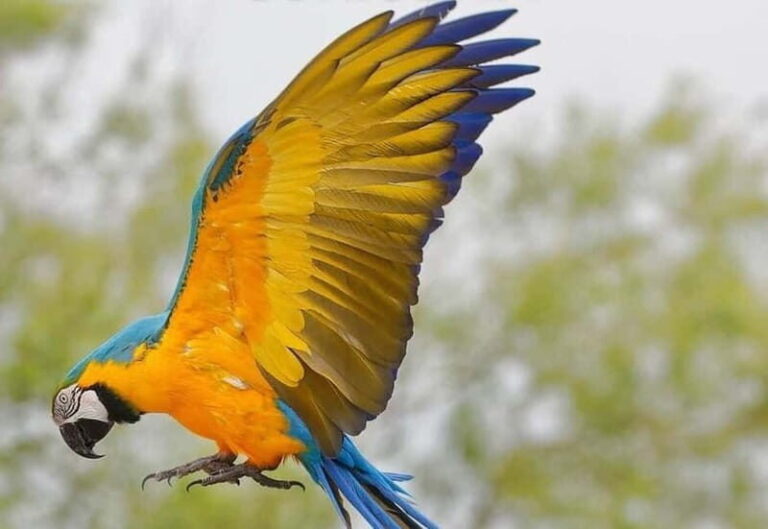 Carini: admission ticket to the Biopark of Sicily - Exploring the Biopark of Sicily: What to Expect