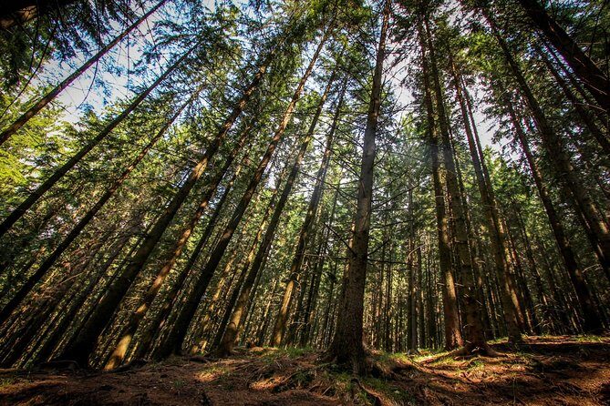 Carpathians in Romania: Piatra Craiului National Park with native Spanish guide. - Starting Point & First Impressions