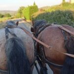 Carriage rides in the heart of the Luberon - The Practicalities: Booking, Group Size, and Weather
