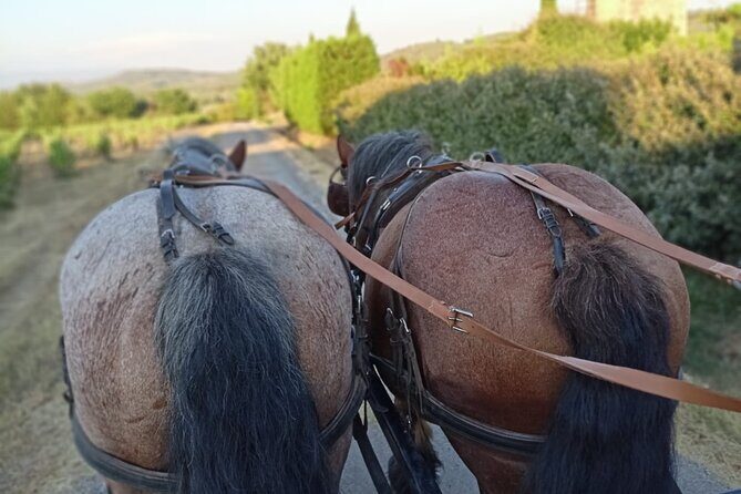Carriage rides in the heart of the Luberon - The Practicalities: Booking, Group Size, and Weather