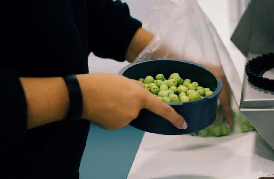 Casa Relvas, Vidigueira: Olive Harvest Campaign Program - The Sum Up