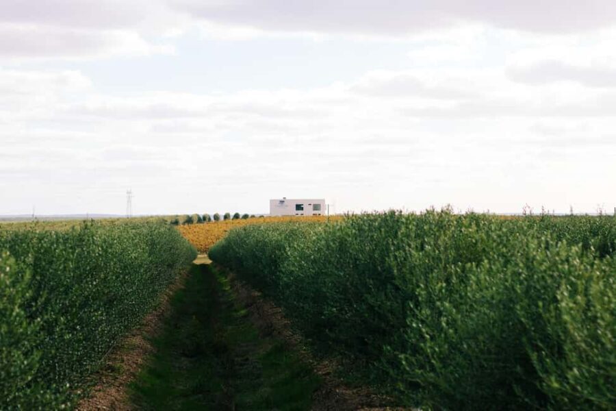 Casa Relvas, Vidigueira: Visit to the Oil Mill and Olive Oil and Wine Pairing - Exploring the Experience at Casa Relvas in Vidigueira