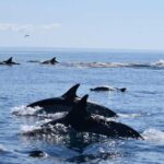 Cascais: Dolphin Watching Speedboat Tour - Who Will Love This Tour?