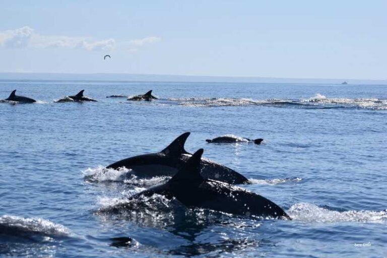 Cascais: Dolphin Watching Speedboat Tour - Who Will Love This Tour?
