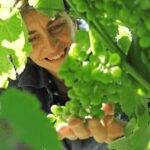 Castle Winery Tour & Tasting near Lake Maggiore - Who Should Consider This Tour?