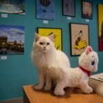 Cat Museum Budapest Entry Ticket - The Authentic Appeal: Authenticity and Visitor Feedback