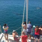 Catamaran Cruise in Lagos - Who Is This Tour Best For?