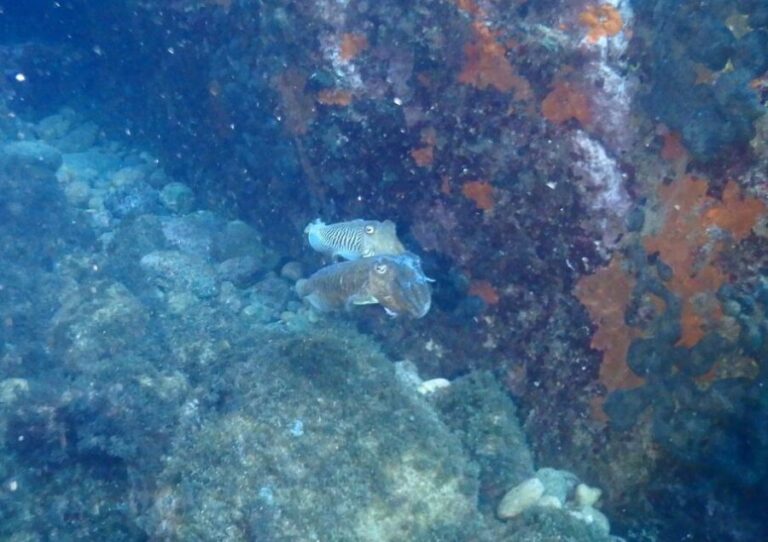 Chalkidiki: Scuba Diving for Beginners in Kassandra - The Itinerary in Detail