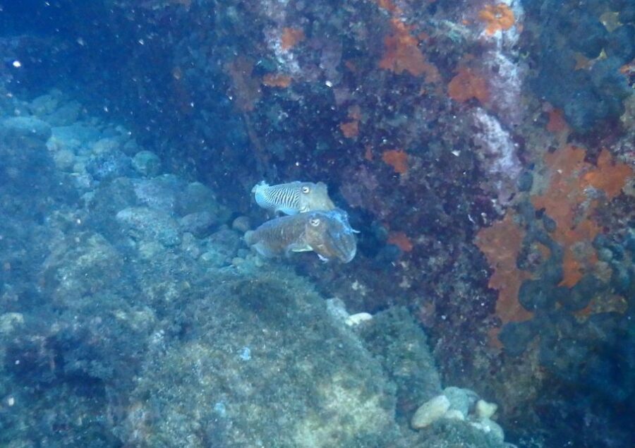 Chalkidiki: Scuba Diving for Beginners in Kassandra - The Itinerary in Detail